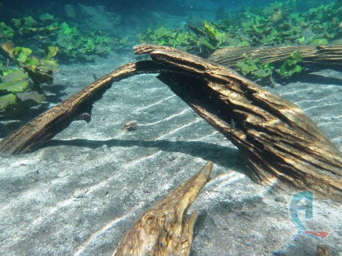 troncos en la laguna de la media luna
